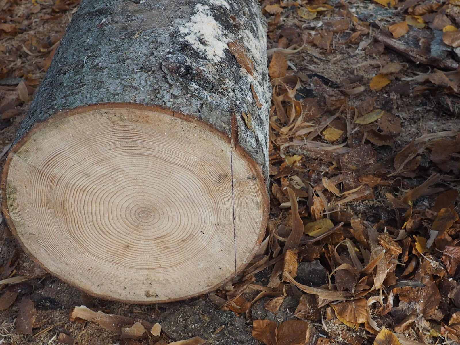 Baenkli 22 20160912 1931542037