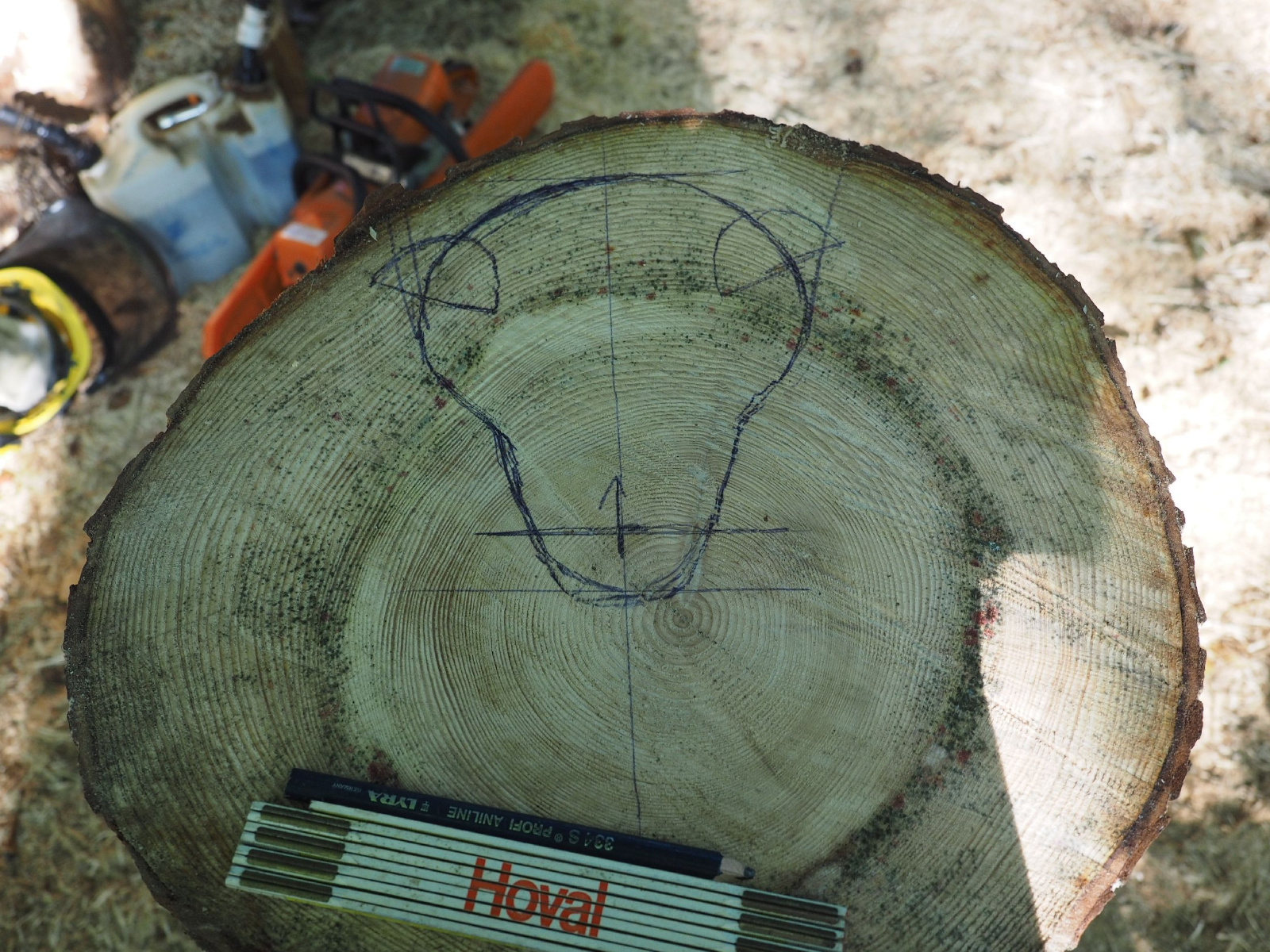 Sitzender baer 36 20160911 1730456952