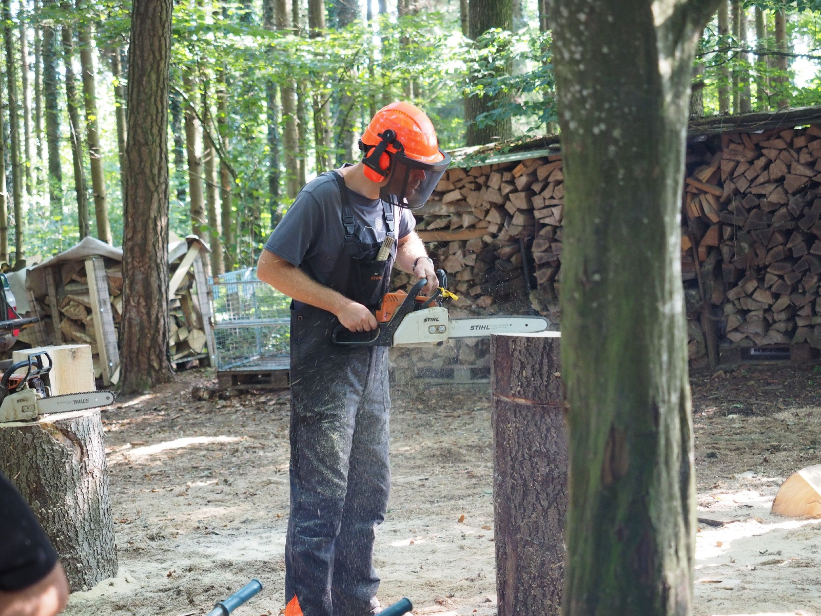 Sitzender baer 40 20160911 1108585008