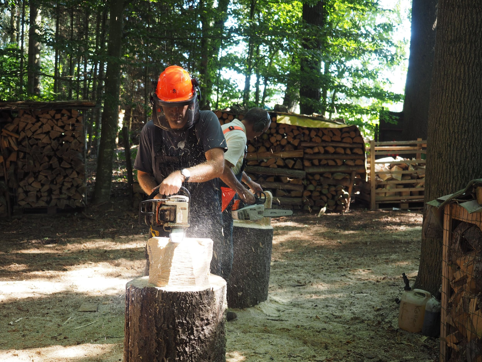 Sitzender baer 48 20160911 1925791917