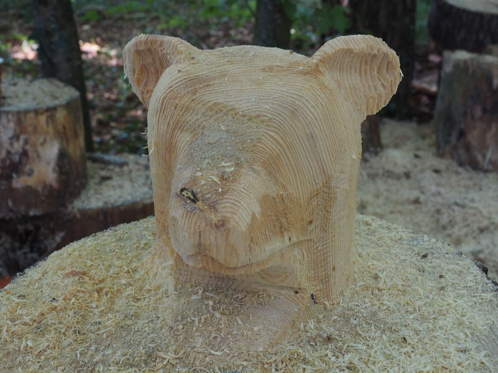 Sitzender baer 55 20160911 1816118144