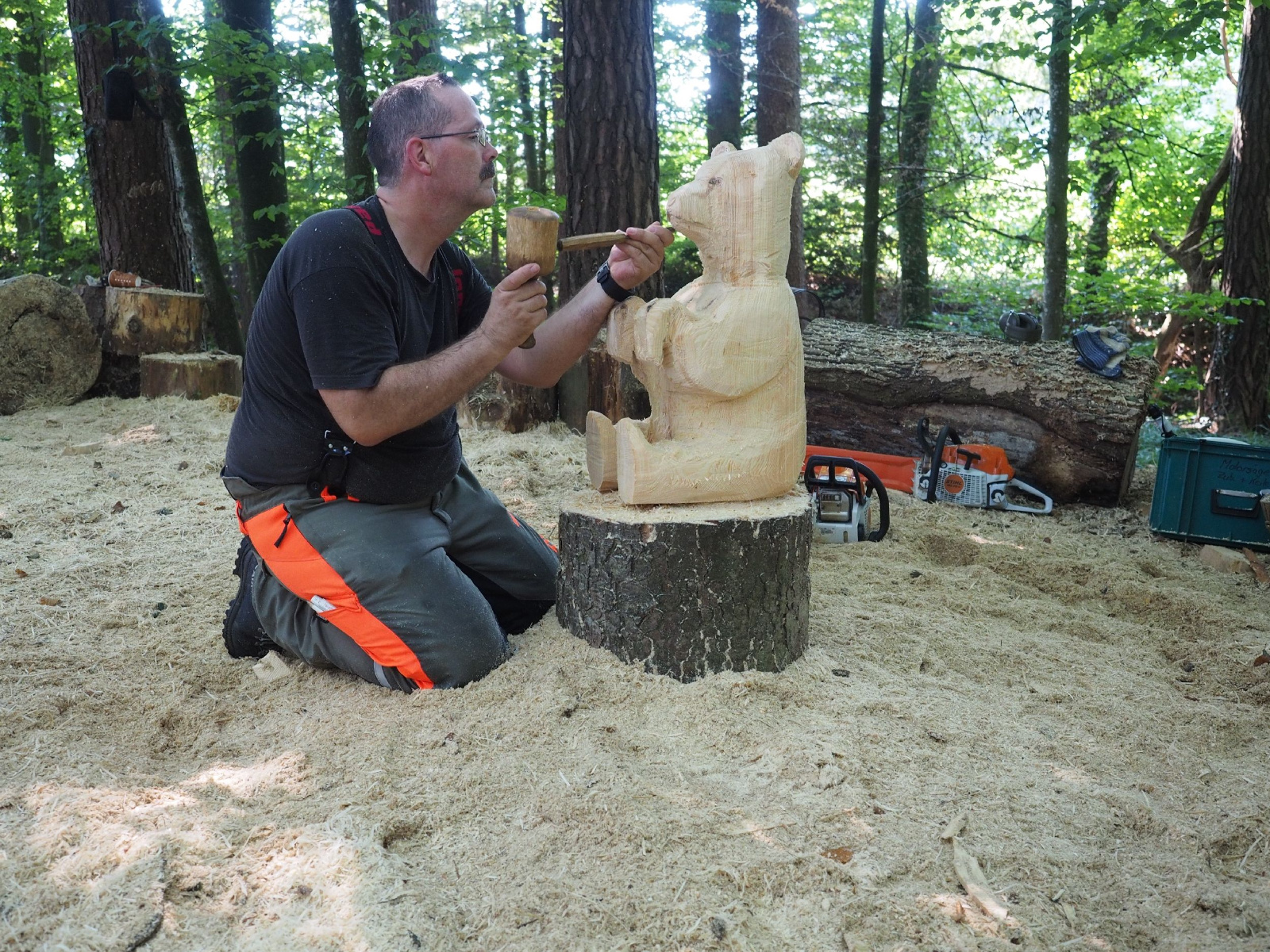 Sitzender baer 5 20160911 1897160077