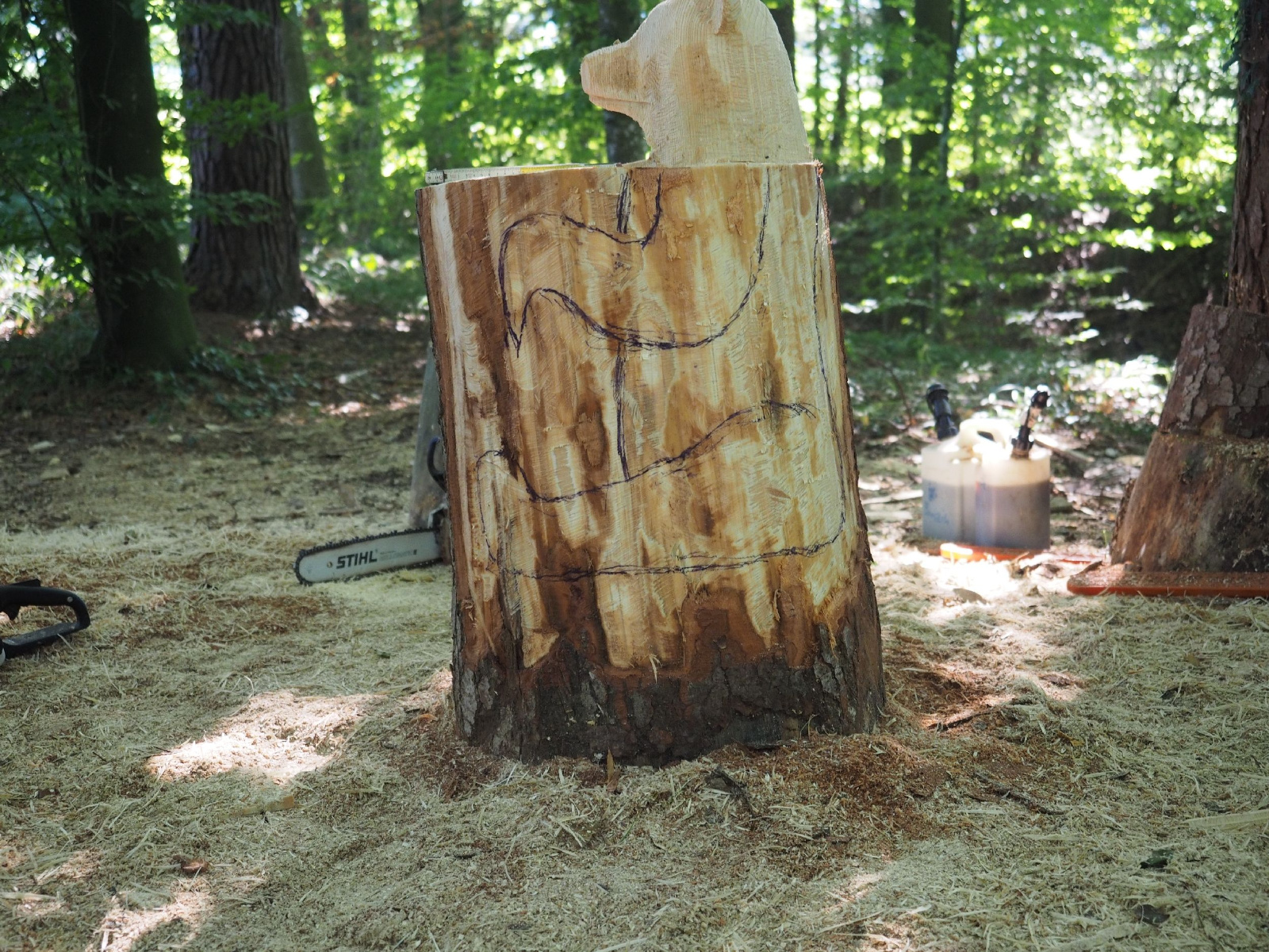 Sitzender baer 65 20160911 1099121926