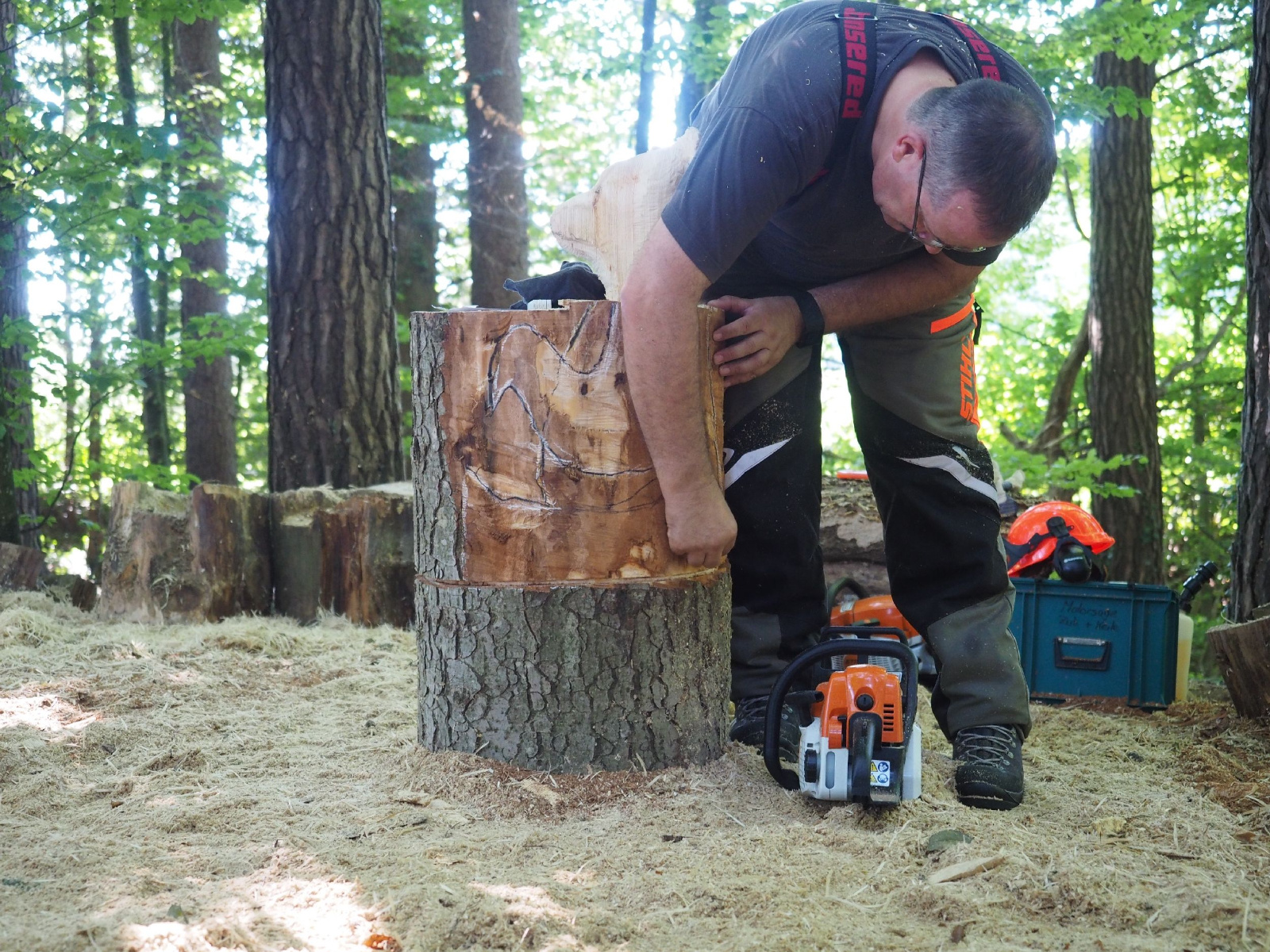 Sitzender baer 66 20160911 1571110142