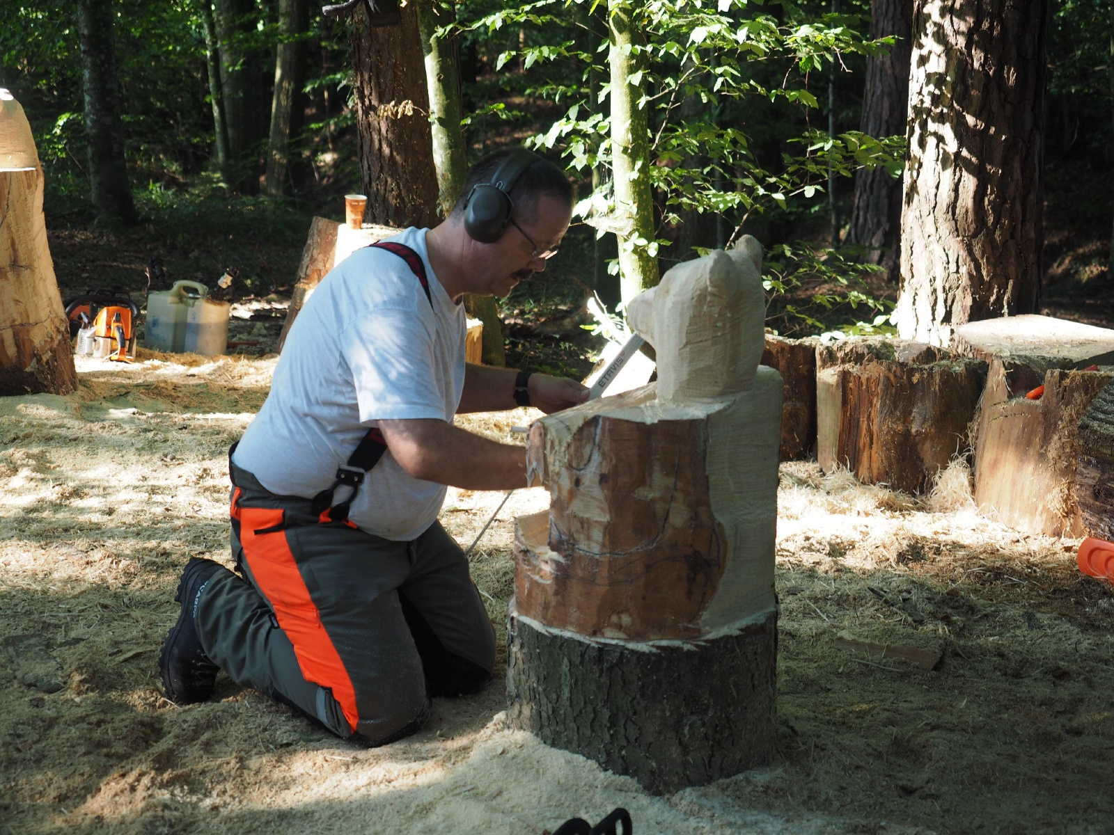 Sitzender baer 73 20160911 1838613272