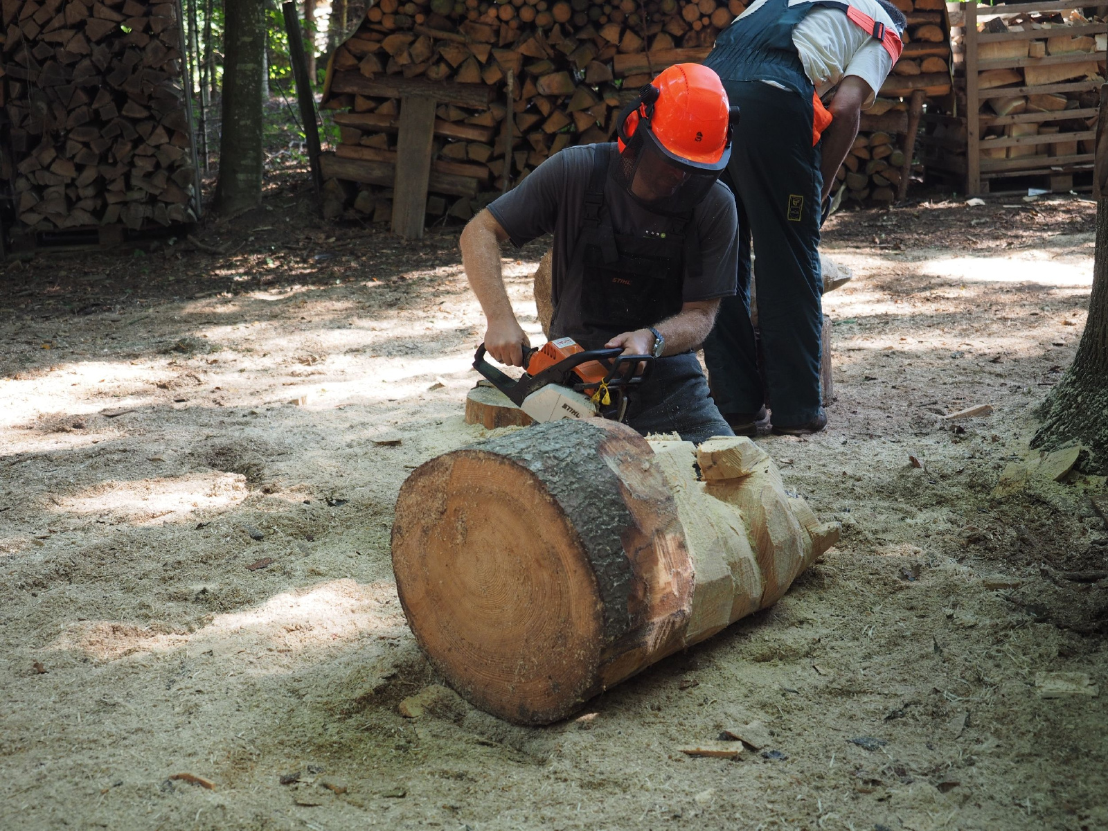 Sitzender baer 82 20160911 1158901037